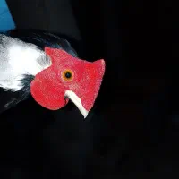 طاووس فرانسوی