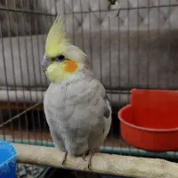 عروس هلندی|پرنده|خمینیشهر, |دیوار