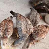 جوجه مرغ و خروس اوشامو