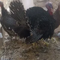 بوقلمون محلی نزدیک به تخم4تاهستند|حیوانات مزرعه|سراوان, |دیوار