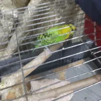 مرغ عشق نرباقفس نوبالانه فروش فوری نیازمالی|پرنده|اقبالیه, |دیوار