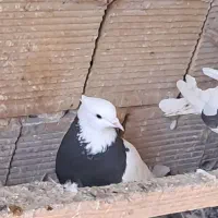 کبوتر طوقی|حیوانات|مبارکه, |دیوار