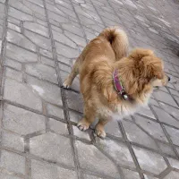 سگ  پاکوتاه