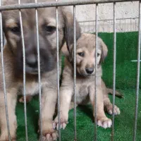 سگ پژدر