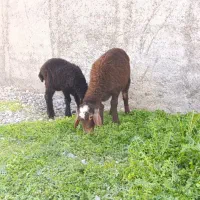 ۲ تا بره افشار