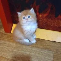 گربه پرشین / بریتیش / اسکاتیش فسقلی|گربه|رشت, دیلمان|دیوار