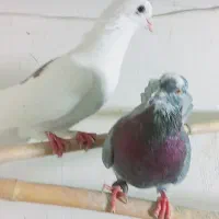 جفت تکپر نر و ریش ماده