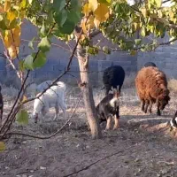 دوعددبرنرفروشی