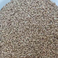 گندم|عمده‌فروشی|خرامه, |دیوار