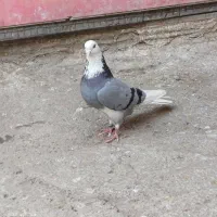 کبوتر پرشی  شازده