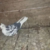 چند کبوتر سرحال