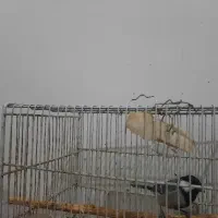 فنچ اواز خان|پرنده|بجنورد, |دیوار