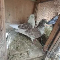 کفتر|پرنده|تهران, جوانمردان (اندیشه)|دیوار