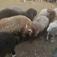 بره|حیوانات مزرعه|کجور, |دیوار