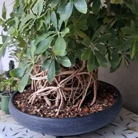 بن سای شفلرا ابلق|گل و گیاه طبیعی|رباط‌کریم, رباط‌کریم|دیوار