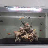 آکواریوم شیشه خم|ماهی|اسلامشهر, شهرک قائمیه|دیوار