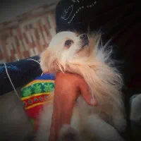 فروش سگ پامر اصیل پاکوتاه پشمالو