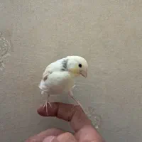 قناری دستی و قنارس سوپر نر ریزه خون گلبسر سهره