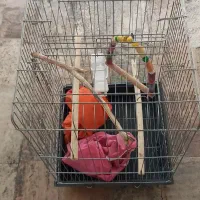 قفس پرنده ۱۰۳۳|لوازم جانبی حیوانات|مشکیندشت, |دیوار