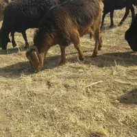 بز جوان|حیوانات مزرعه|مراغه, |دیوار