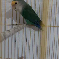 طوطی برزیلی