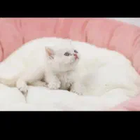 گربه پرشین اصیل شناسنامه دار راح بسیارزیبا|گربه|شبستر, |دیوار