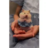 همستر تپلی|موش و خرگوش|مشهد, امام خمینی|دیوار