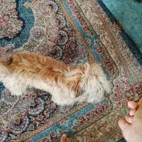 سگ پودل تریر|سگ|کرمان, |دیوار