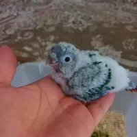 جوجه گرینچیک سرلاکی