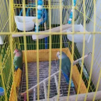 یه جفت طوطی برزیلی|پرنده|دزفول, |دیوار