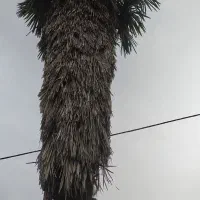 درخت نخل تزئینی