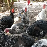 مرغ و خروس محلی و بوقلمون