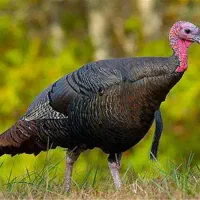 ۹عدد بوقلمون