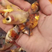 ماهی قرمز . گلدفیش . کوی|ماهی|کیاشهر, |دیوار