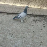 نر سبز کلاغ|پرنده|راور, |دیوار