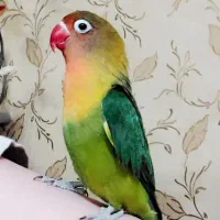 طوطی برزیلی ماده|پرنده|شاهینشهر, مسکن مهر|دیوار