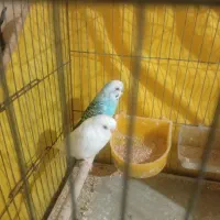 مرغ عشق جفت نروماده