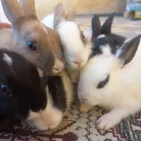 خ ر گو ش|موش و خرگوش|فیروزآباد (فارس), |دیوار