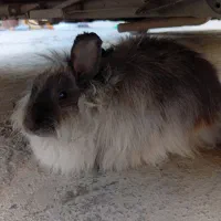 خرگوش لوپ|موش و خرگوش|خرم‌آباد, |دیوار