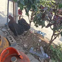 خروس محلی اصل پا سیاه|حیوانات مزرعه|شیراز, میانرود|دیوار