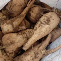 چغندر دامی|خدمات باغبانی و درختکاری|شوشتر, |دیوار