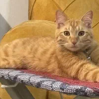 واگذاری گربه|گربه|اصفهان, فرح آباد|دیوار