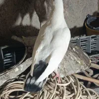 کفتر پرشی|پرنده|مشهد, چهارچشمه|دیوار