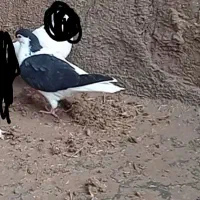 یک جوجه خال چپ|پرنده|بیرجند, |دیوار