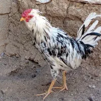 خروس لری با نژاد گلین