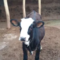 گوساله ماده سالم