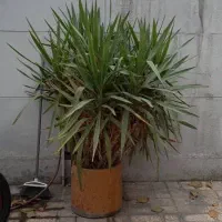 گلدان واقعا حراج فوری دو میلیون تومان