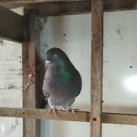 کبوتر|پرنده|رشت, کوی طالقانی|دیوار