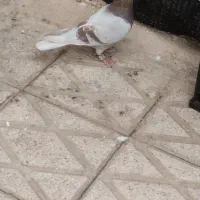 کفتر پلاکی|پرنده|شیراز, جمهوری|دیوار