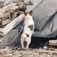 سگ.|سگ|ایرانشهر, |دیوار